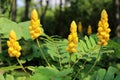 Cassia alata Royalty Free Stock Photo