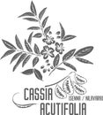 Cassia angustifolia plant silhouette vector illustration