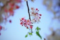 Cassia bakeriana Flower