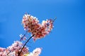 Cassia bakeriana flowers tree