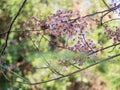 Cassia bakeriana in the garden