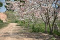 Cassia bakeriana pink flower tree tunnel in spring summer season