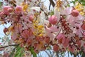 Cassia Bakeriana tree blooms with beautiful pink and white flowers