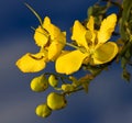 Cassia blooms