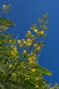 Cassia didymobotrya, Popcorn Cassia