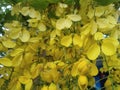 Cassia fistula.It is also known as golden shower, purging cassia, Indian laburnum, Kani Konna or pudding-pipe tree Royalty Free Stock Photo