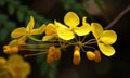 A beautiful photograph of Cassia fistula flower