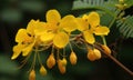 A beautiful photograph of Cassia fistula flower