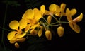 A beautiful photograph of Cassia fistula flower