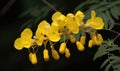 A beautiful photograph of Cassia fistula flower