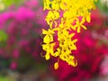 Yellow cassia fistula on blur pink background