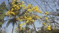 Cassia fistula, commonly known as golden shower. It is the national tree and national flower of Thailand. It is the state flower Royalty Free Stock Photo