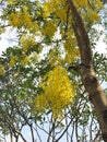 Cassia fistula, commonly known as golden shower, purging cassia, or Indian laburnum,is a flowering plant in the subfamily, Caesalp Royalty Free Stock Photo