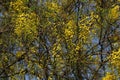 Cassia fistula, commonly known as golden shower, purging cassia, Indian laburnum, or pudding-pipe tree, is a flowering plant Royalty Free Stock Photo