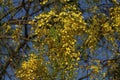 Cassia fistula, commonly known as golden shower, purging cassia, Indian laburnum, or pudding-pipe tree, is a flowering plant Royalty Free Stock Photo