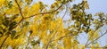 Cassia Fistula golden shower tree with yellow flowers Royalty Free Stock Photo