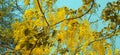 Cassia Fistula golden shower tree snap Royalty Free Stock Photo