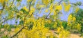Cassia Fistula golden shower tree flowers stock Royalty Free Stock Photo