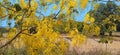 Amaltas Golden shower tree stock photo Royalty Free Stock Photo