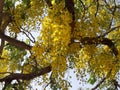 Cassia fistula, commonly known as golden shower, purging cassia, Indian laburnum, or pudding-pipe tree, is a flowering plant in th Royalty Free Stock Photo