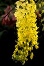 Cassia fistula flower Royalty Free Stock Photo