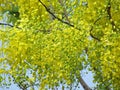 Cassia fistula flower or golden shower flower bright yellow full bloom in summer. Royalty Free Stock Photo