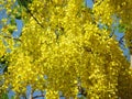 Cassia fistula flower or golden shower flower bright yellow full bloom in summer Royalty Free Stock Photo