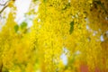 Cassia fistula flower, golden shower tree, beautiful yellow flow