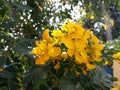 Cassia Fistula Flower. Indian Laburnum Royalty Free Stock Photo