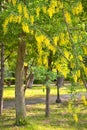 Cassia fistula flower Royalty Free Stock Photo