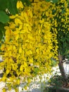 Cassia fistula flowers, commonly known as golden shower, Royalty Free Stock Photo