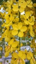 Cassia Fistula flowers or Indian Amaltas Royalty Free Stock Photo