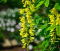 Cassia fistula Golden shower flowers Royalty Free Stock Photo