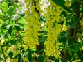 Cassia fistula Golden shower flowers Royalty Free Stock Photo