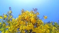 Cassia fistula golden shower purging cassia close up Royalty Free Stock Photo