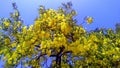 Cassia fistula golden shower purging cassia flowers Royalty Free Stock Photo