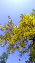 Cassia fistula golden shower purging cassia flowers close up Royalty Free Stock Photo