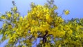 Cassia fistula golden shower purging cassia tree Royalty Free Stock Photo