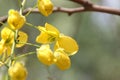 Cassia fistula, golden shower tree, Amaltas Royalty Free Stock Photo