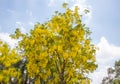 Cassia Fistula Golden Shower tree in bloom,with blue sky background