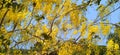 Cassia Fistula golden shower tree close up Royalty Free Stock Photo