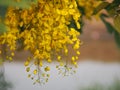 Cassia fistula, Golden Shower Tree, Ratchaphruek yellow color flowers in full bloom with rain drops after rainfall beautiful in