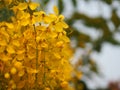 Cassia fistula, Golden Shower Tree, Ratchaphruek yellow color flowers in full bloom with rain drops after rainfall beautiful in