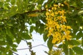 Cassia fistula.Golden Shower Tree