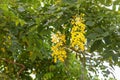Cassia fistula.Golden Shower Tree