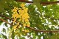 Cassia fistula.Golden Shower Tree