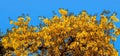 Cassia Fistula golden shower tree stock photo Royalty Free Stock Photo