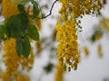 Cassia fistula, Golden Shower Tree, Yellow flowers in full bloom with rain drops after rainfall beautiful in garden blurred of Royalty Free Stock Photo