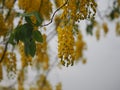 Cassia fistula, Golden Shower Tree, Yellow flowers in full bloom with rain drops after rainfall beautiful in garden blurred of Royalty Free Stock Photo