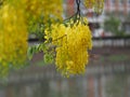 Cassia fistula, Golden Shower Tree, Yellow flowers in full bloom with rain drops after rainfall beautiful in garden blurred of Royalty Free Stock Photo